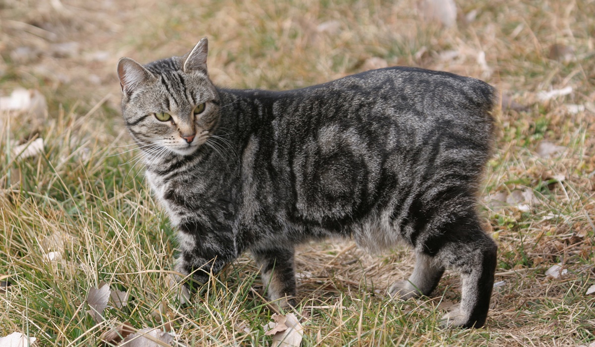 gatto di manx