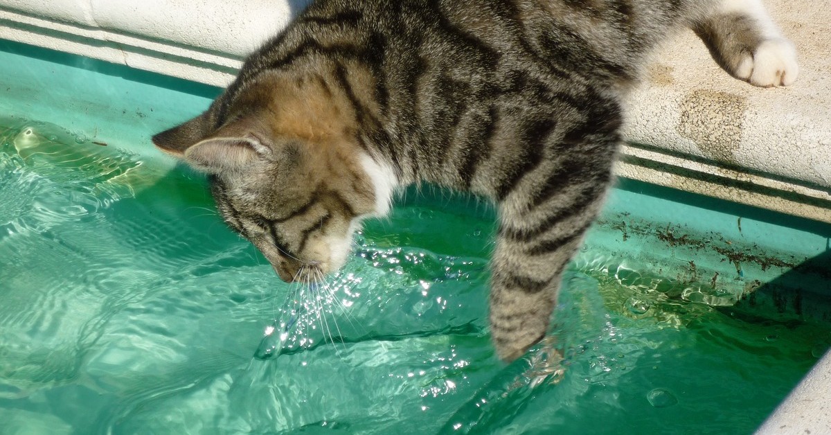 gatto e acqua