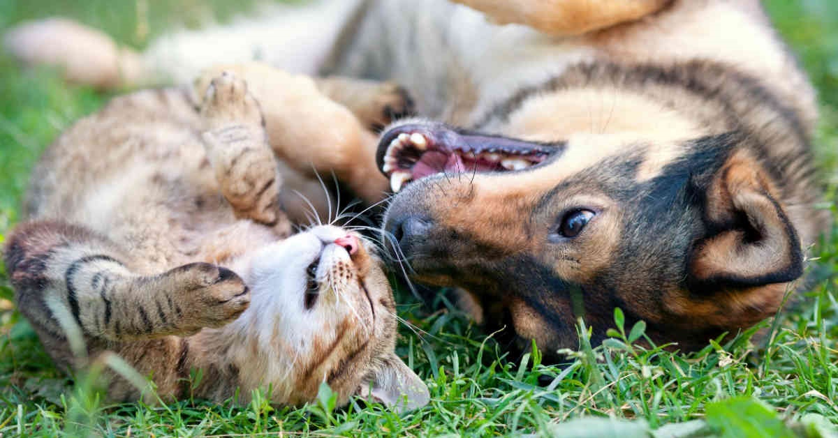 cagnolino e gattino sull'erba