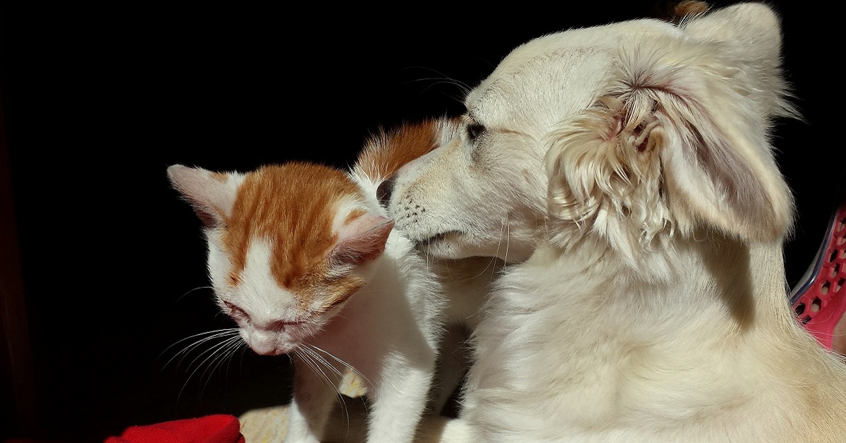 cane bianco e gatto rosso e bianco