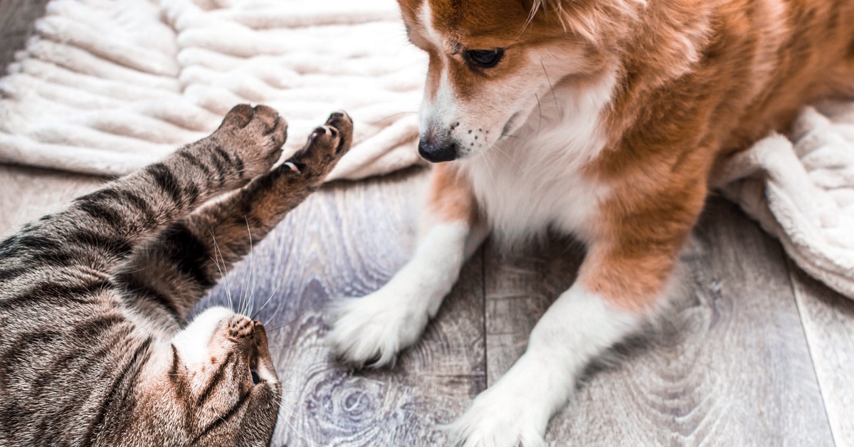 Gatto e cane: come farli andare d’accordo senza pericoli