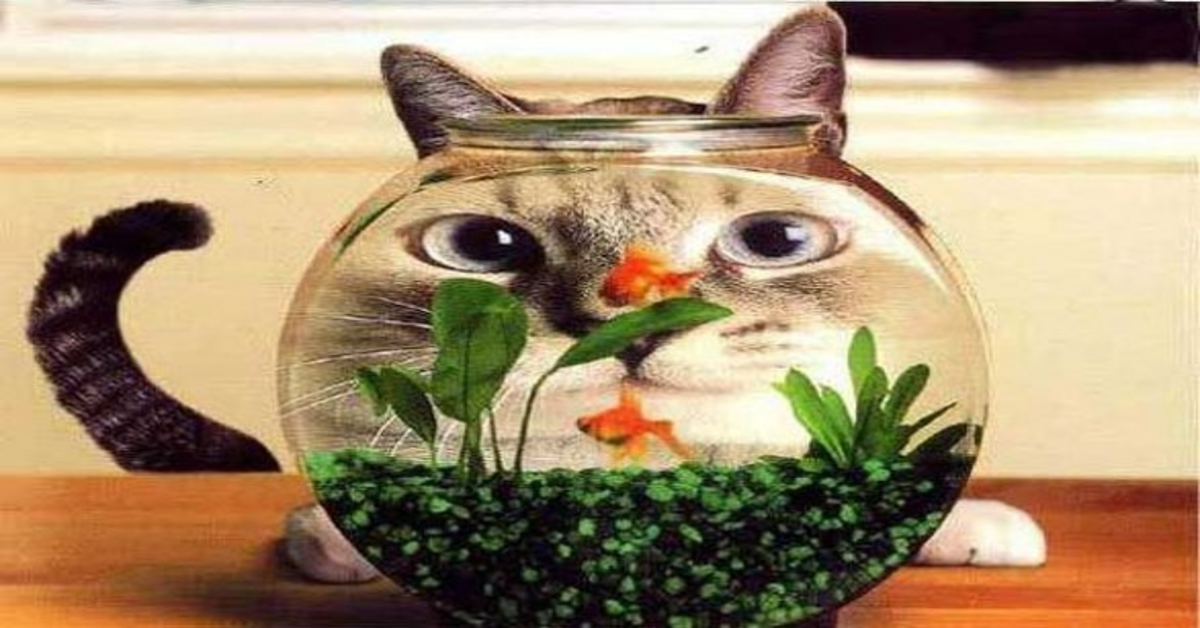 Lo strano comportamento di un gattino siamese al vedere che la sua padrona ha comprato una boccia per i pesci ( VIDEO)
