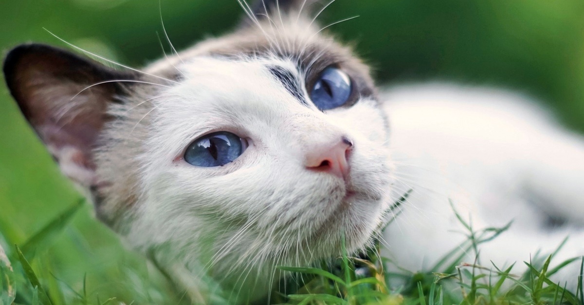 gatto disteso sull'erba