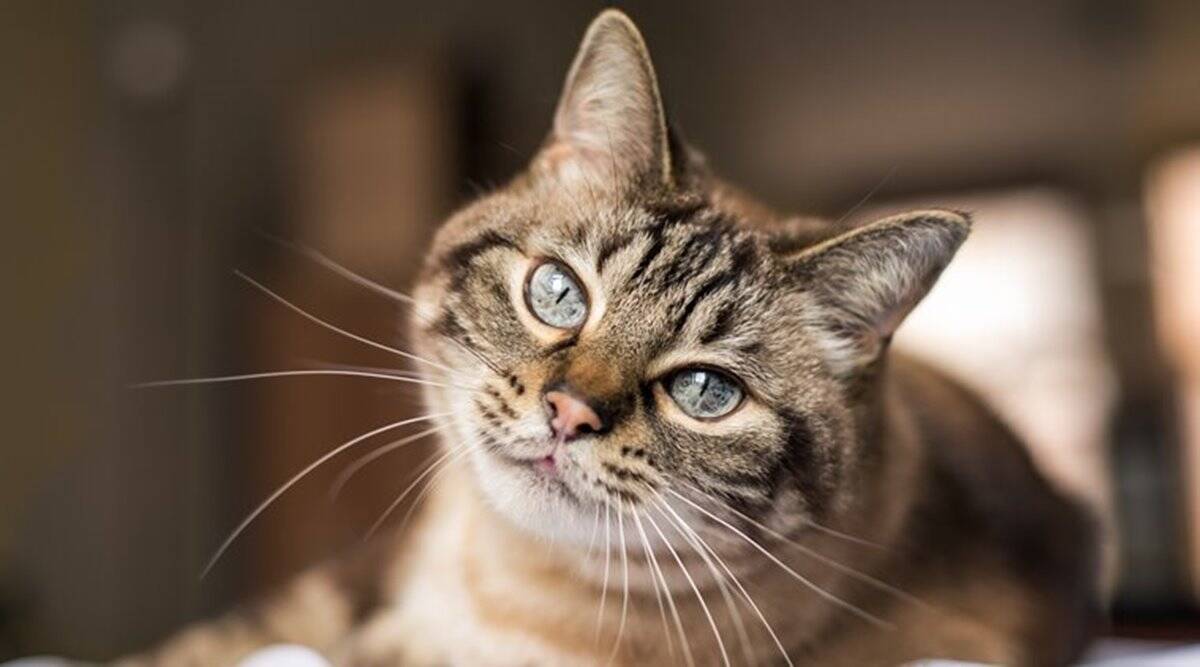 gatto con lo sguardo dolce