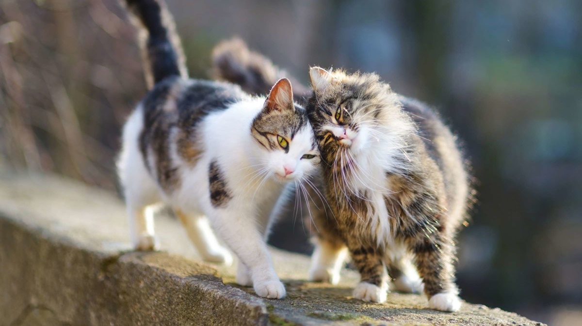 gatti che si fanno le fusa