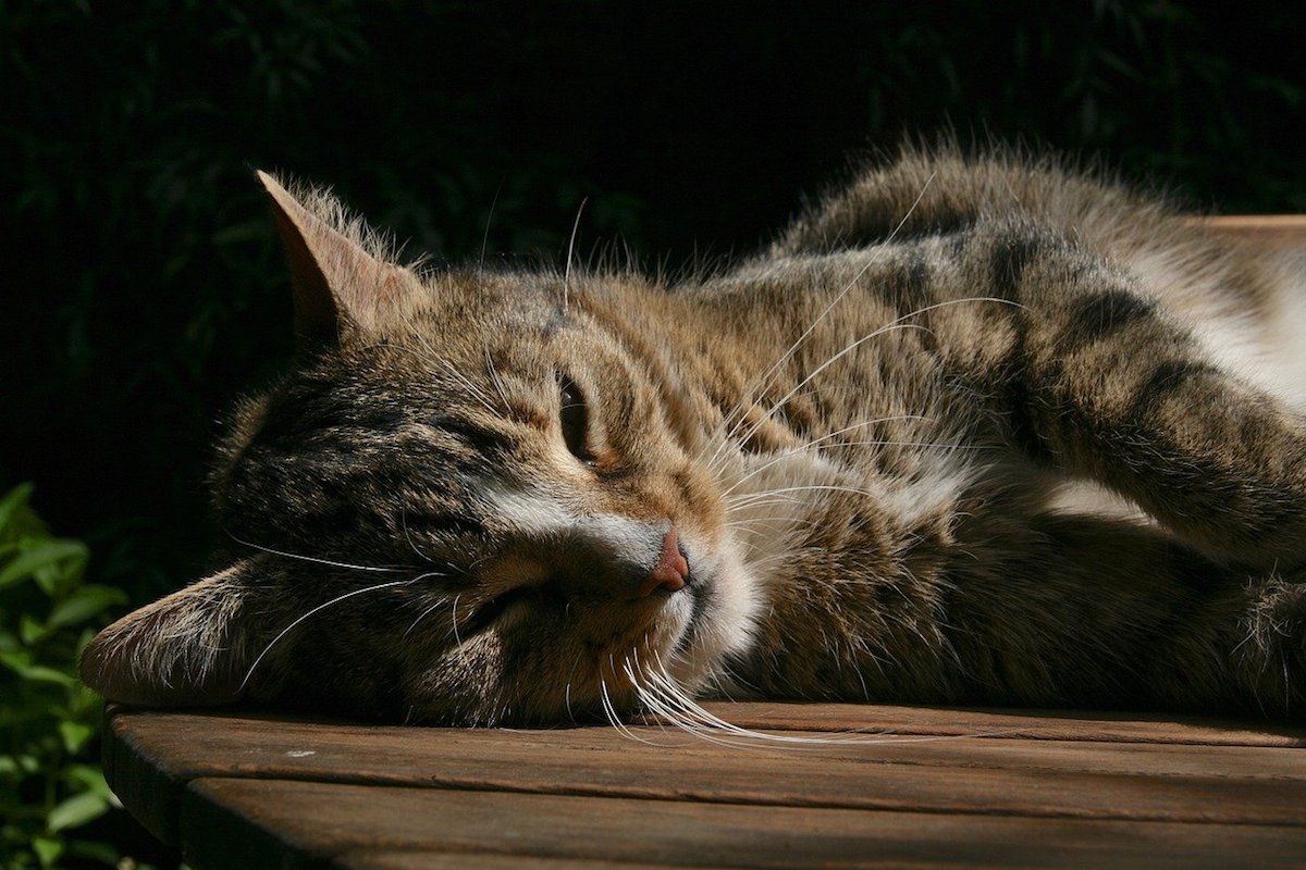 gatto stanco si riposa