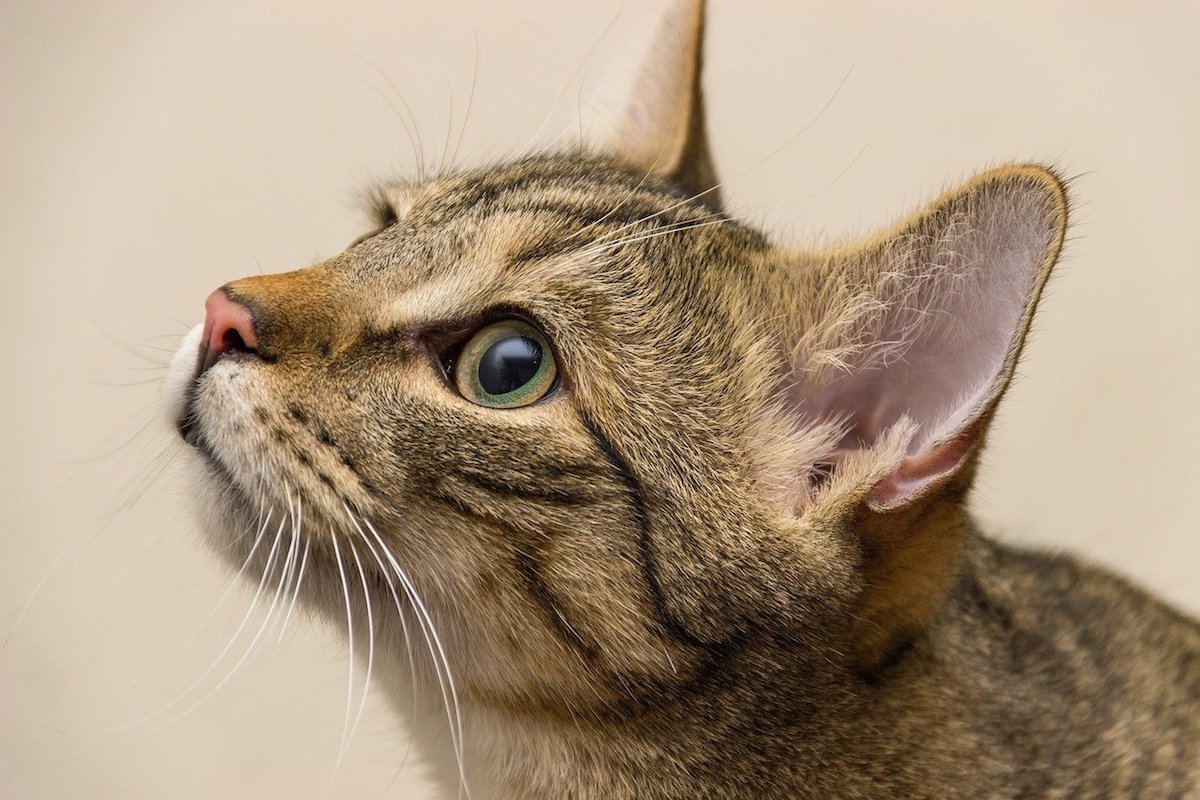 gatto tigrato e sguardo tenero