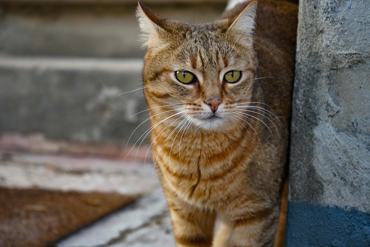 gatto europeo occhi belli