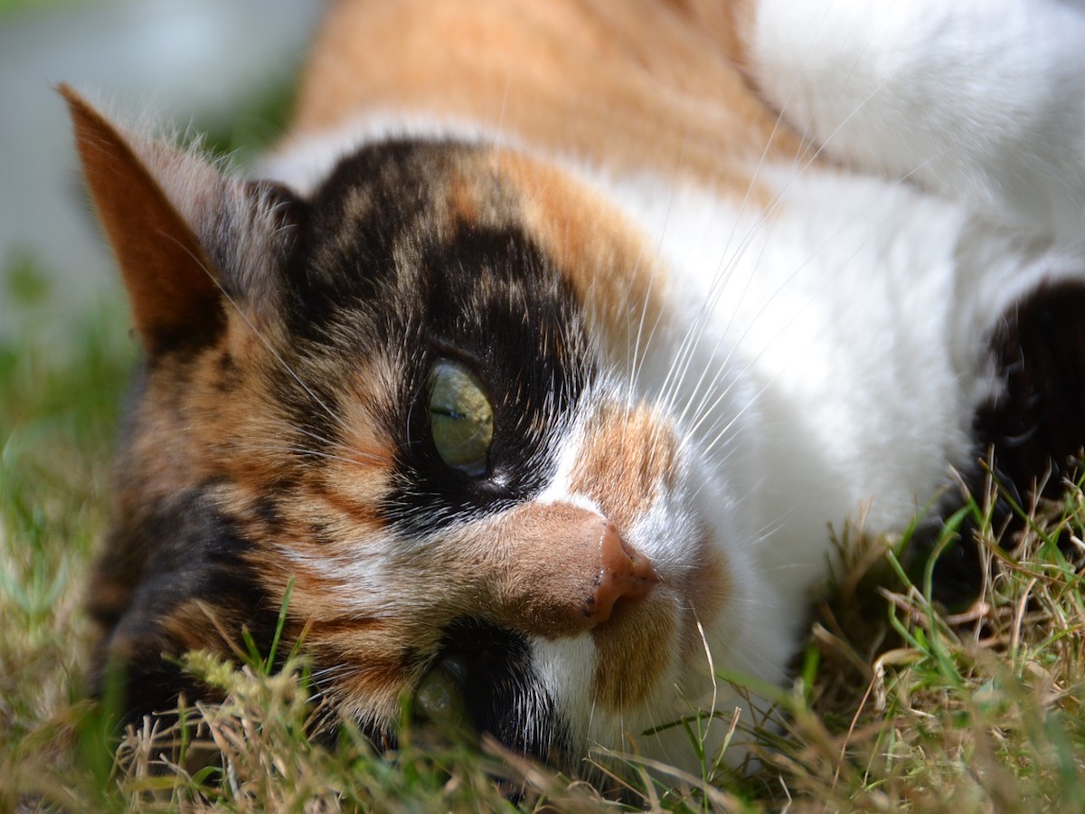 gatto europeo nero bianco e arancio