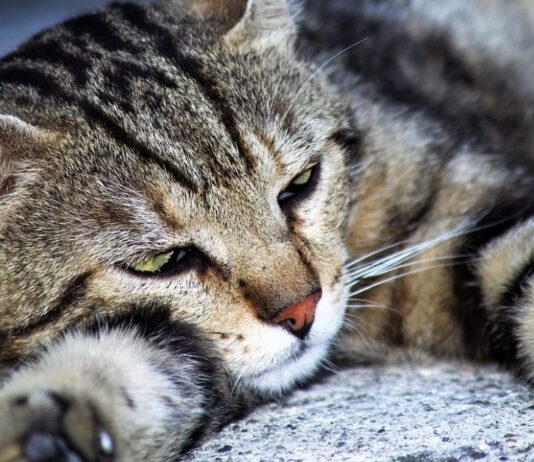 Gatto Europeo Origini Prezzo Caratteristiche E Allevamenti Il Mio Gatto E Leggenda