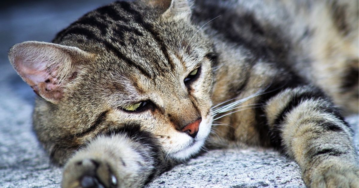 Gatto Europeo, maschio o femmina? Differenze di comportamento e indole