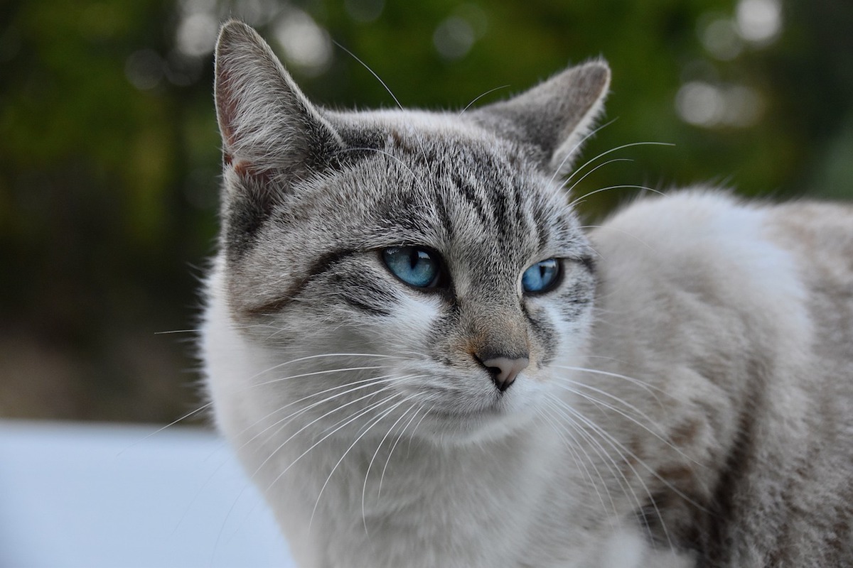 gatto europeo occhi belli