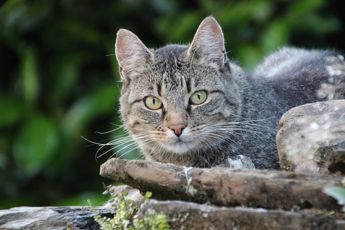 gatto punta qualcosa