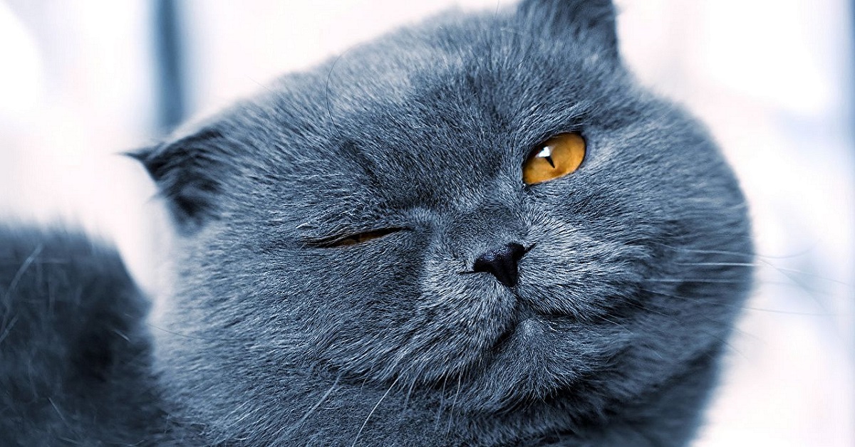 gatto grigio strizza l'occhio