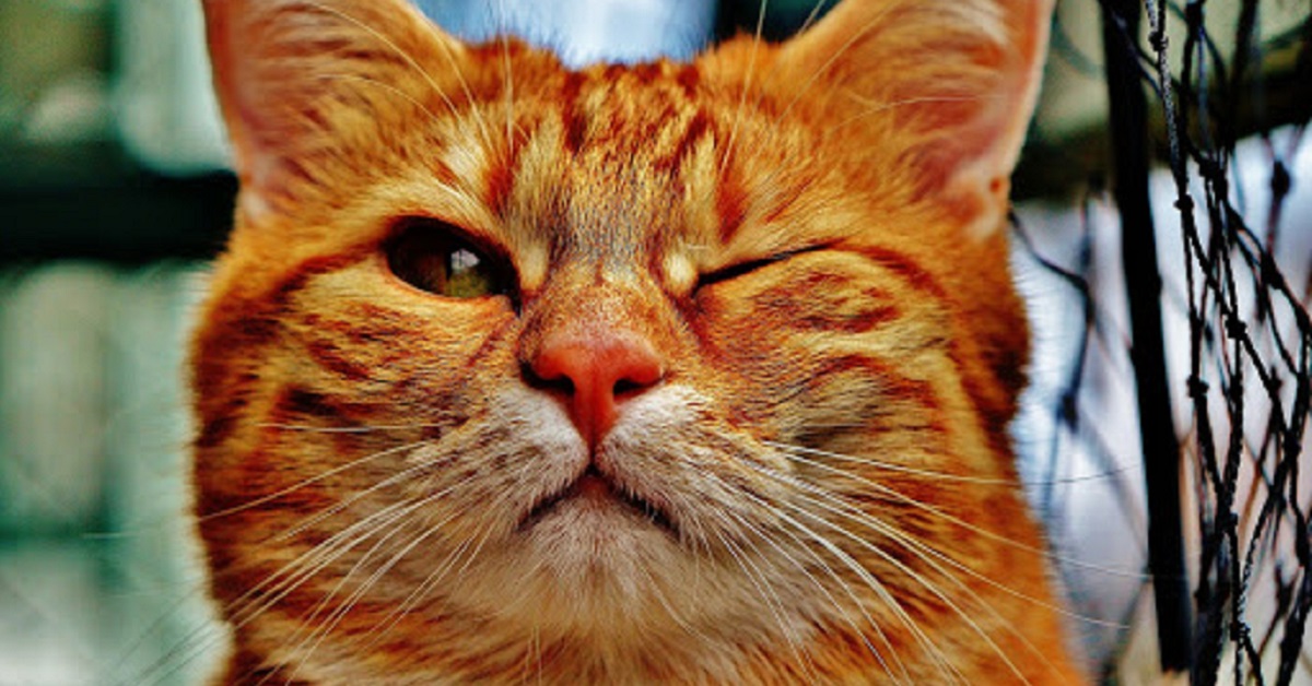 Il gatto fa l’occhiolino: cosa ci sta dicendo?