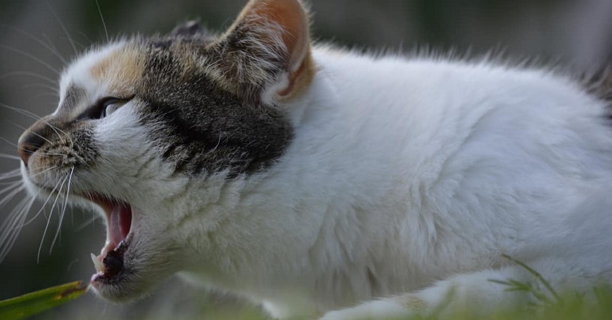 gatto sta per rimettere il cibo