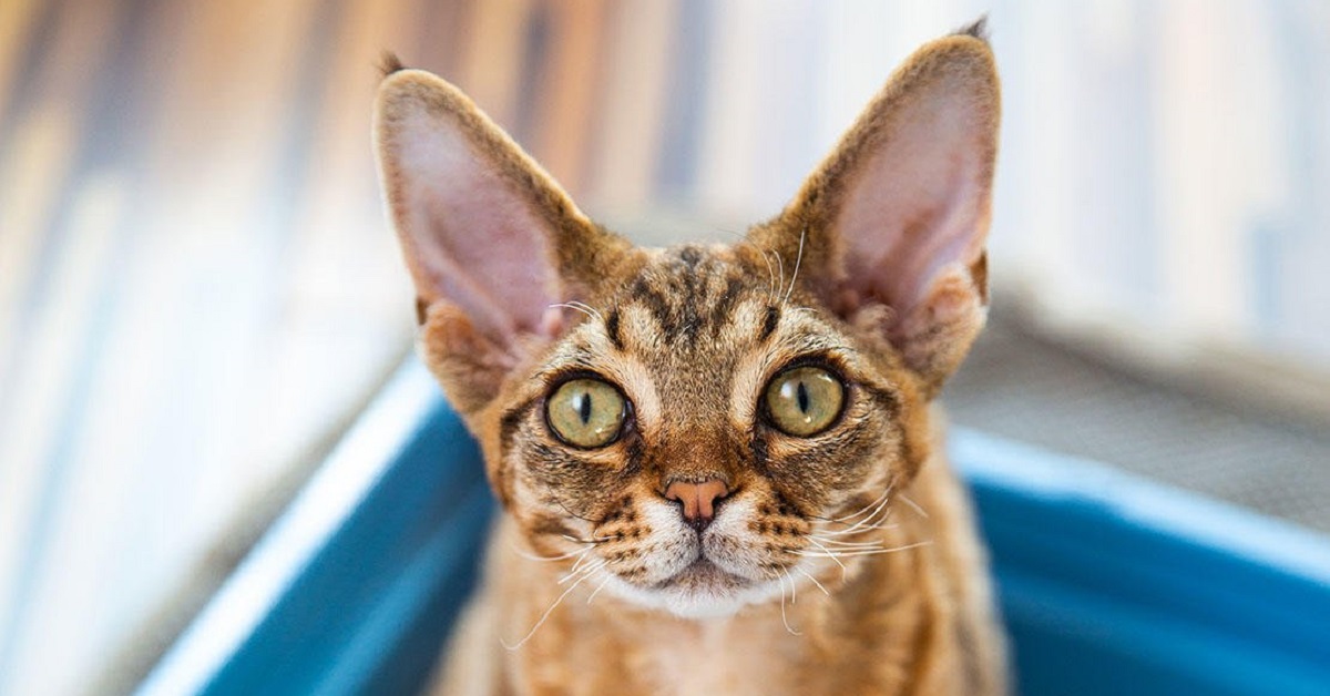 Il gatto mangia la sabbia della lettiera: perché e cosa fare