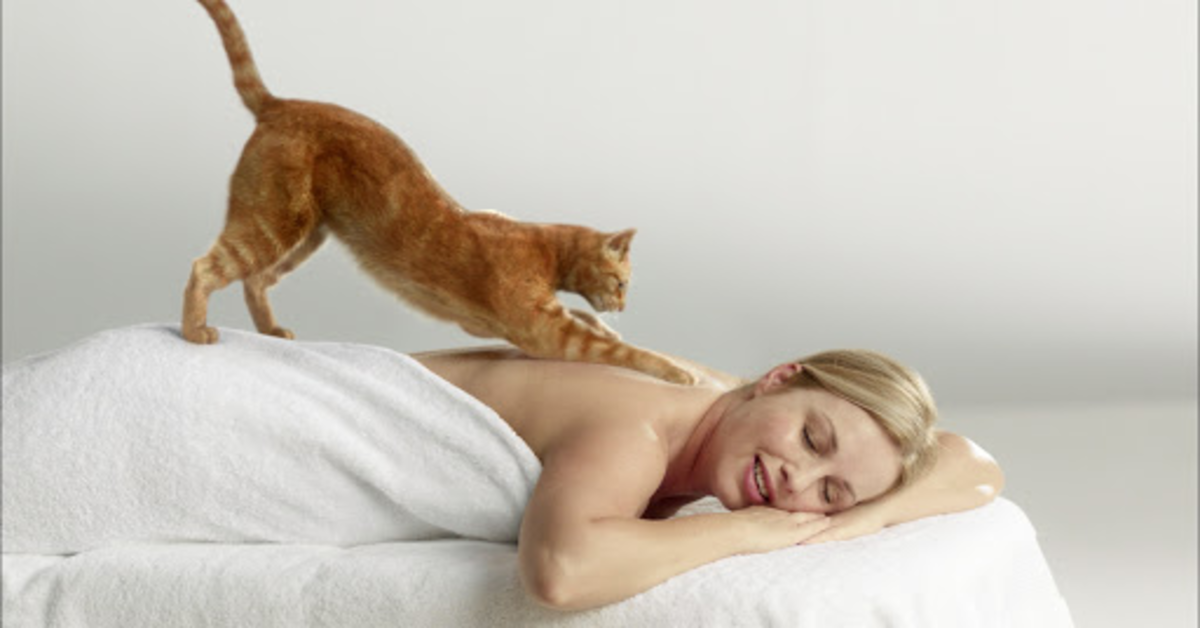 Il gattino massaggiatore: il video virale che dobbiamo vedere per liberarci dallo stress
