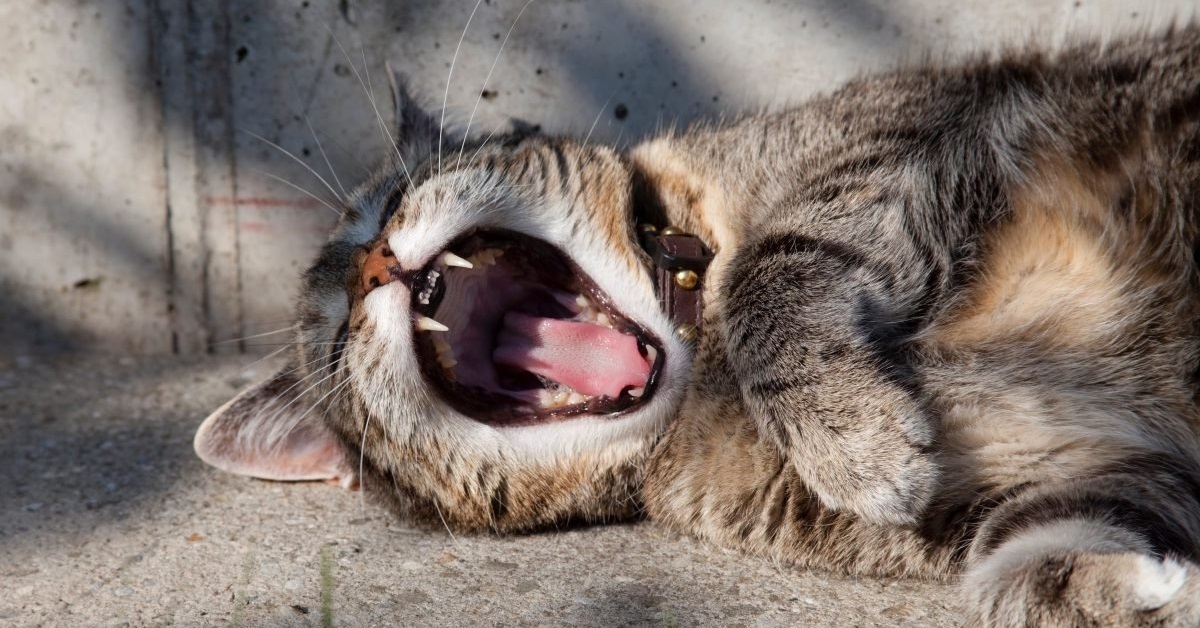 Il gatto miagola rauco: consigli e rimedi utili per aiutare Micio