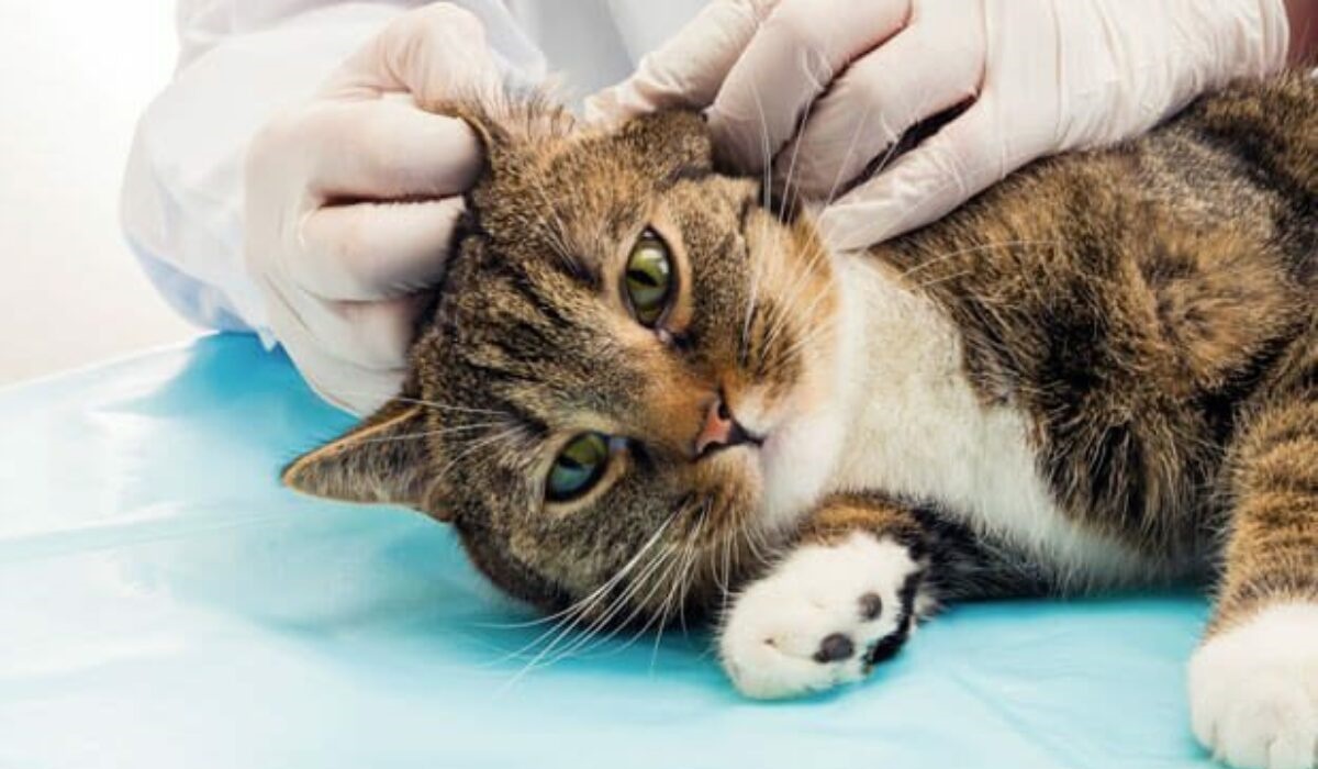 portare il gatto dal veterinario