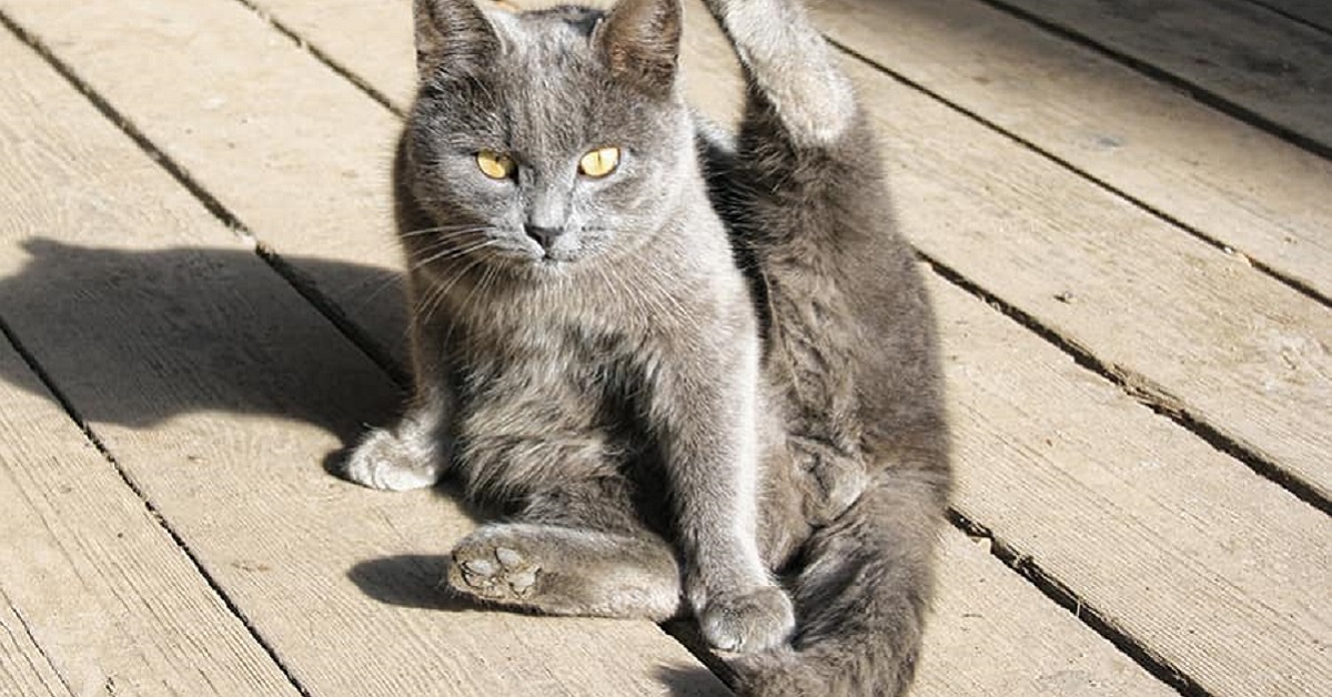 gatto che si fa il bidet