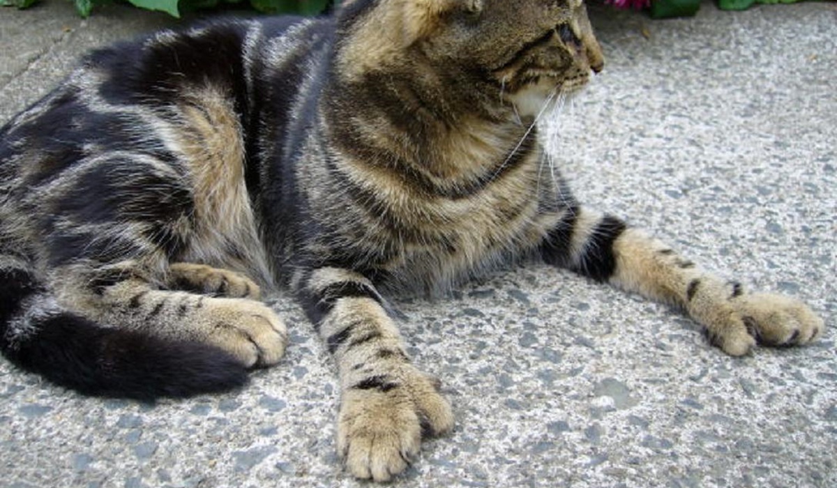 gatto con il mantello tigrato