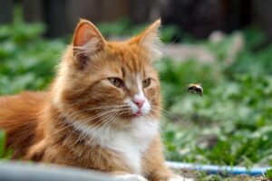 gatto arancione e bianco in giardino che fissa un'ape che gli vola all'altezza del muso