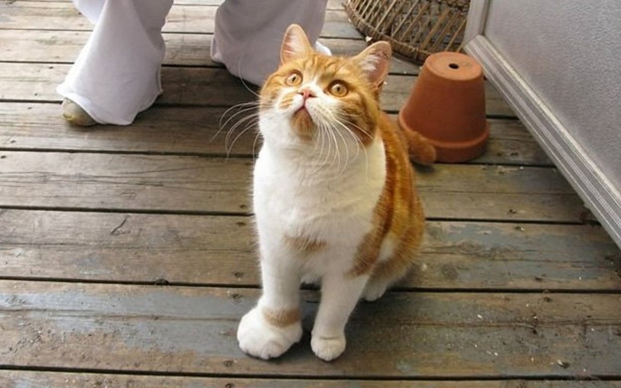 gatto bianco e arancione con una zampa stranamente gonfia