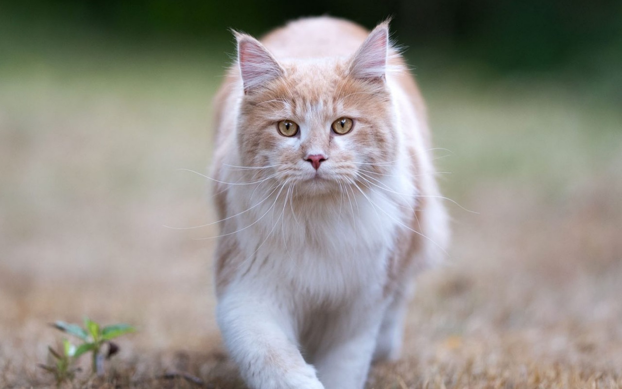 gatto bellissimo e di grandi dimensioni che cammina in giardino come se fosse una tigre