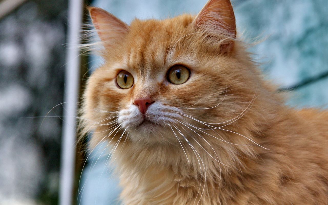 gatto arancione a pelo lungo che guarda qualcosa davanti a sé