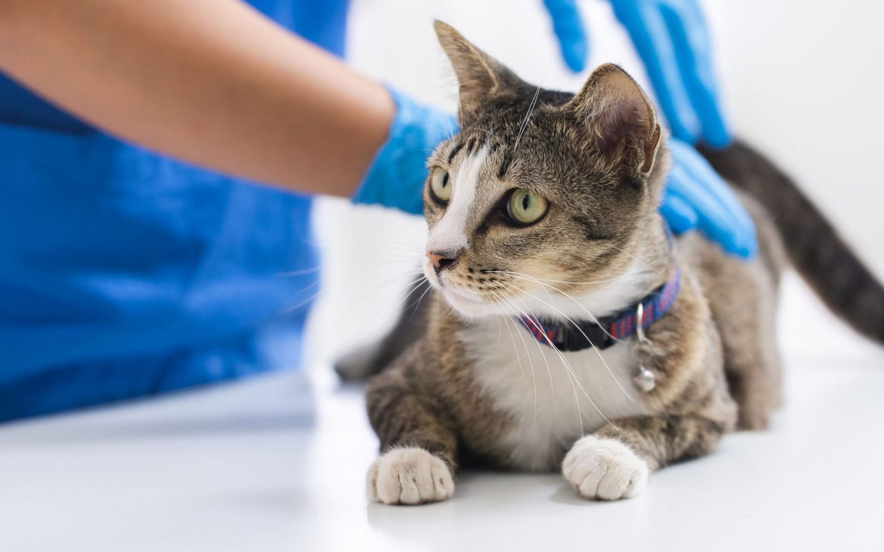 gatto domestico fa una visita dal veterinario