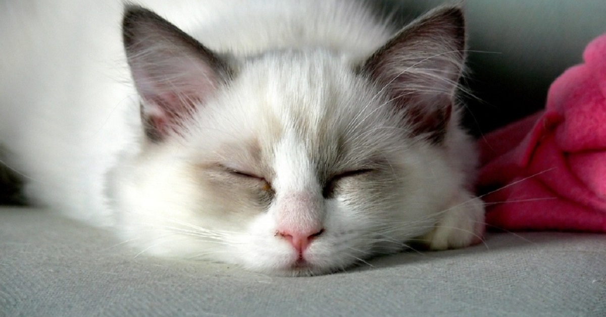 gatto bianco che dorme