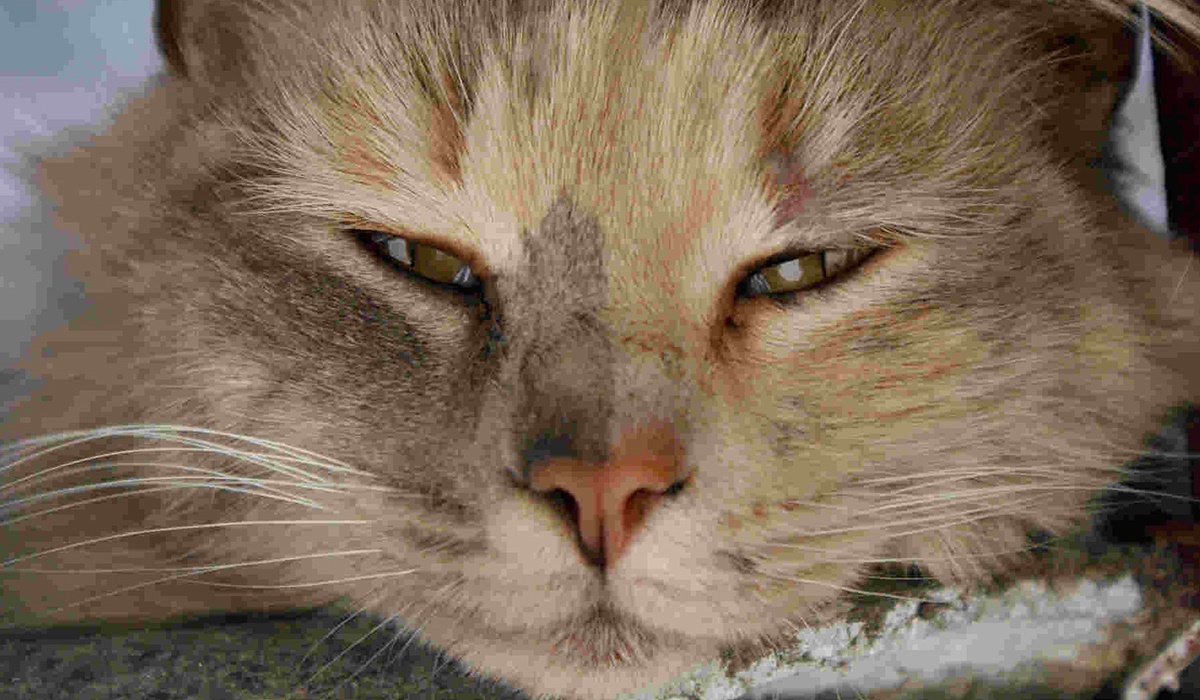 gatto con gli occhi socchiusi