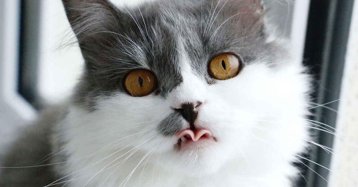 lingua del gatto