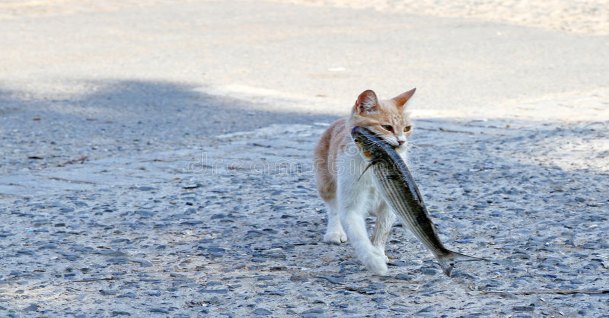 Il gattino finge di dormire per rubare il cibo ai padroni (VIDEO)