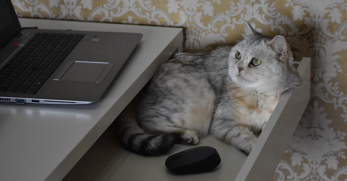 gatto sul computer