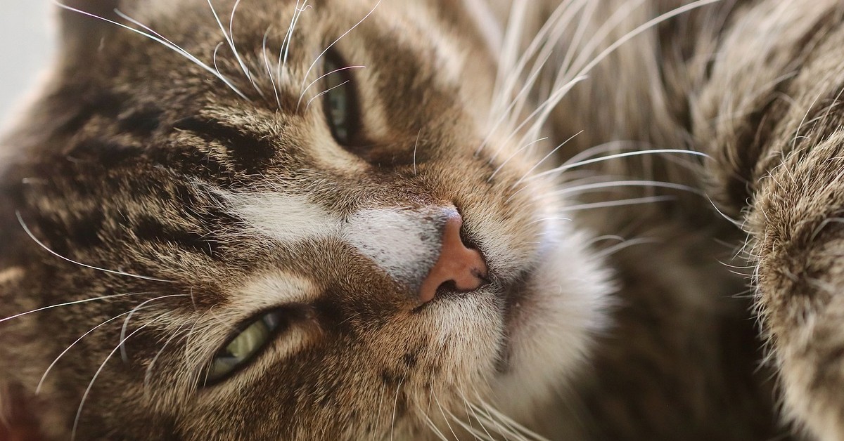 Il gattino con il cuore spezzato che si rifiuta di lasciare la tomba del suo padrone (VIDEO)
