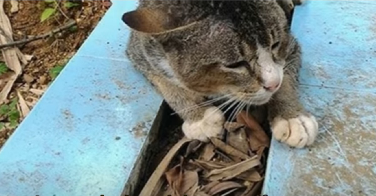 gattino con il cuore spezzato che si rifiuta di lasciare la tomba del suo padrone