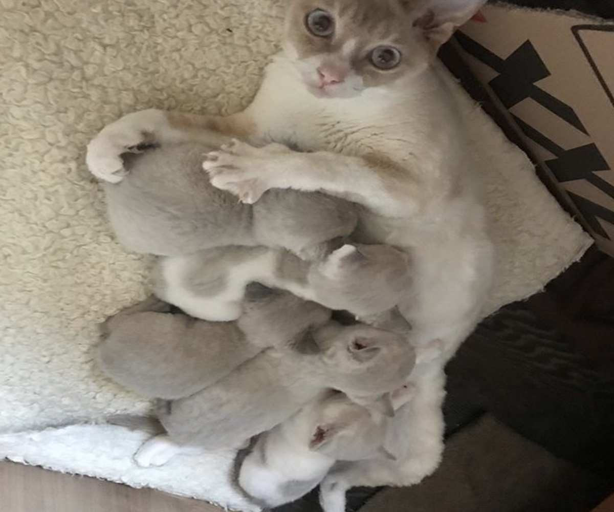 mamma-gatto allatta