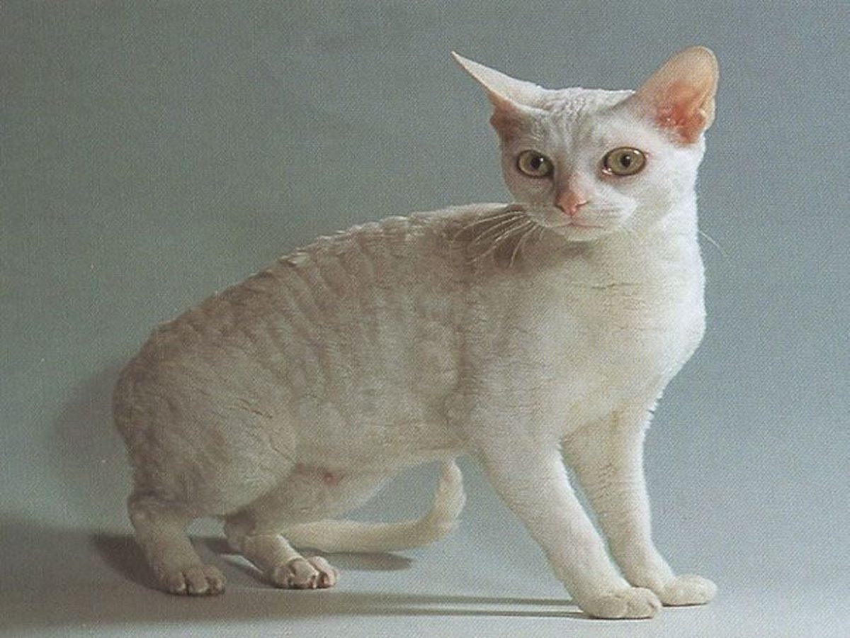 German Rex e Devon Rex: tutte le somiglianze e le differenze