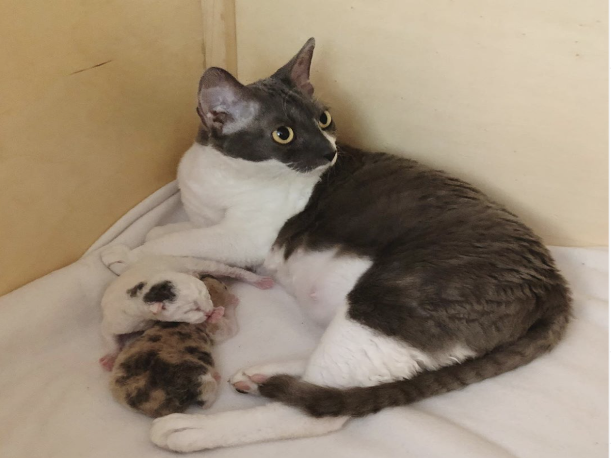 mamma-gatto con cuccioli