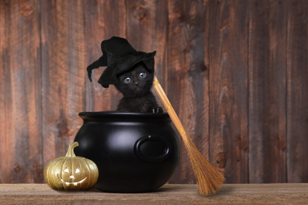 gatto nero ad halloween