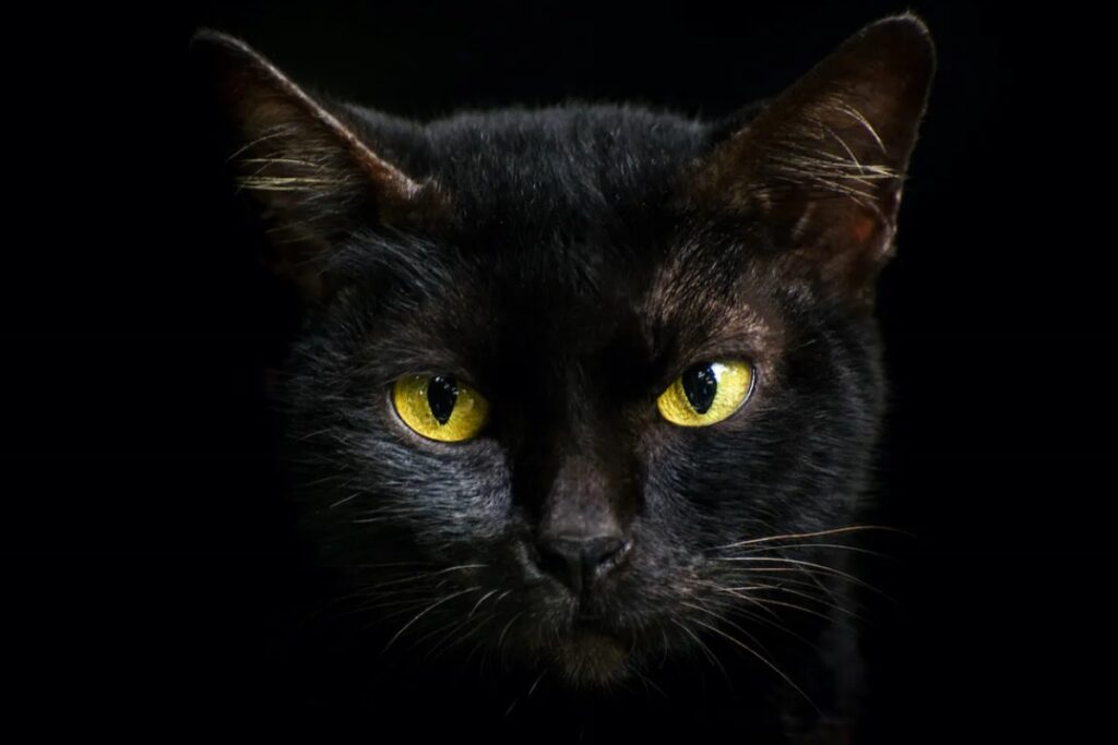 gatto nero con occhi gialli