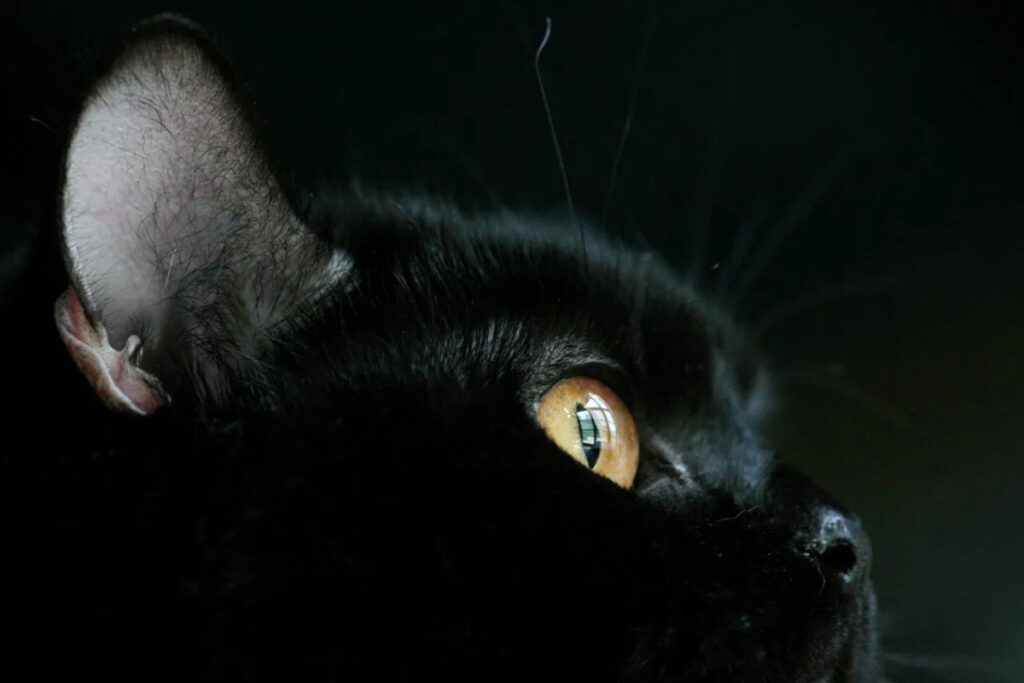 gatto nero di profilo