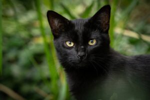 gatto nero in giardino