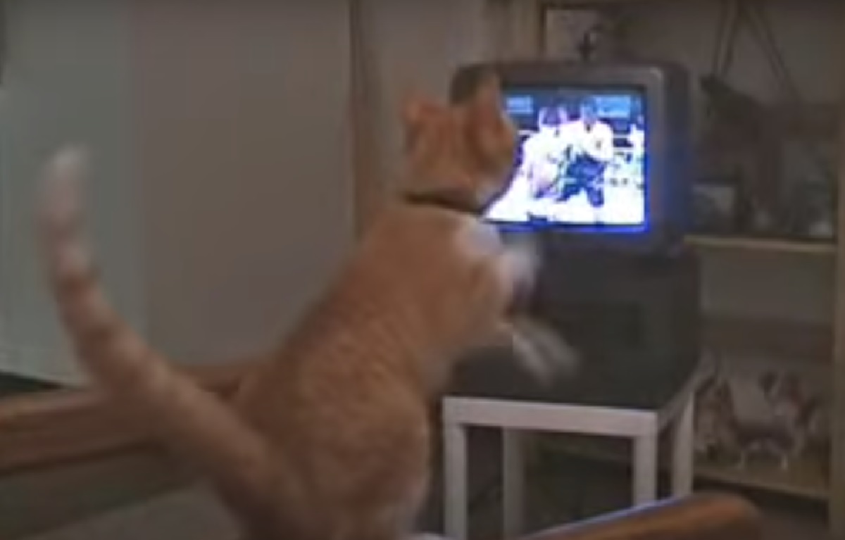 gizmo gattino sera davanti tv