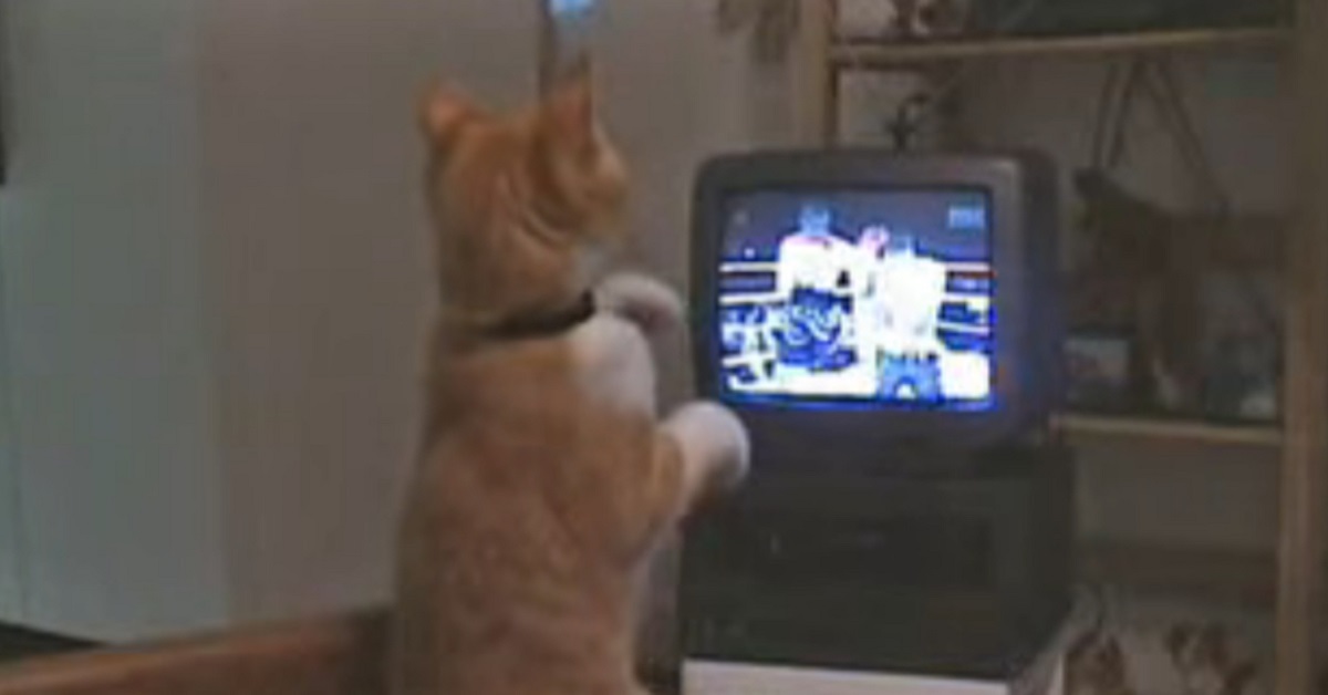 Gizmo, il gattino europeo con la passione per la box (VIDEO)
