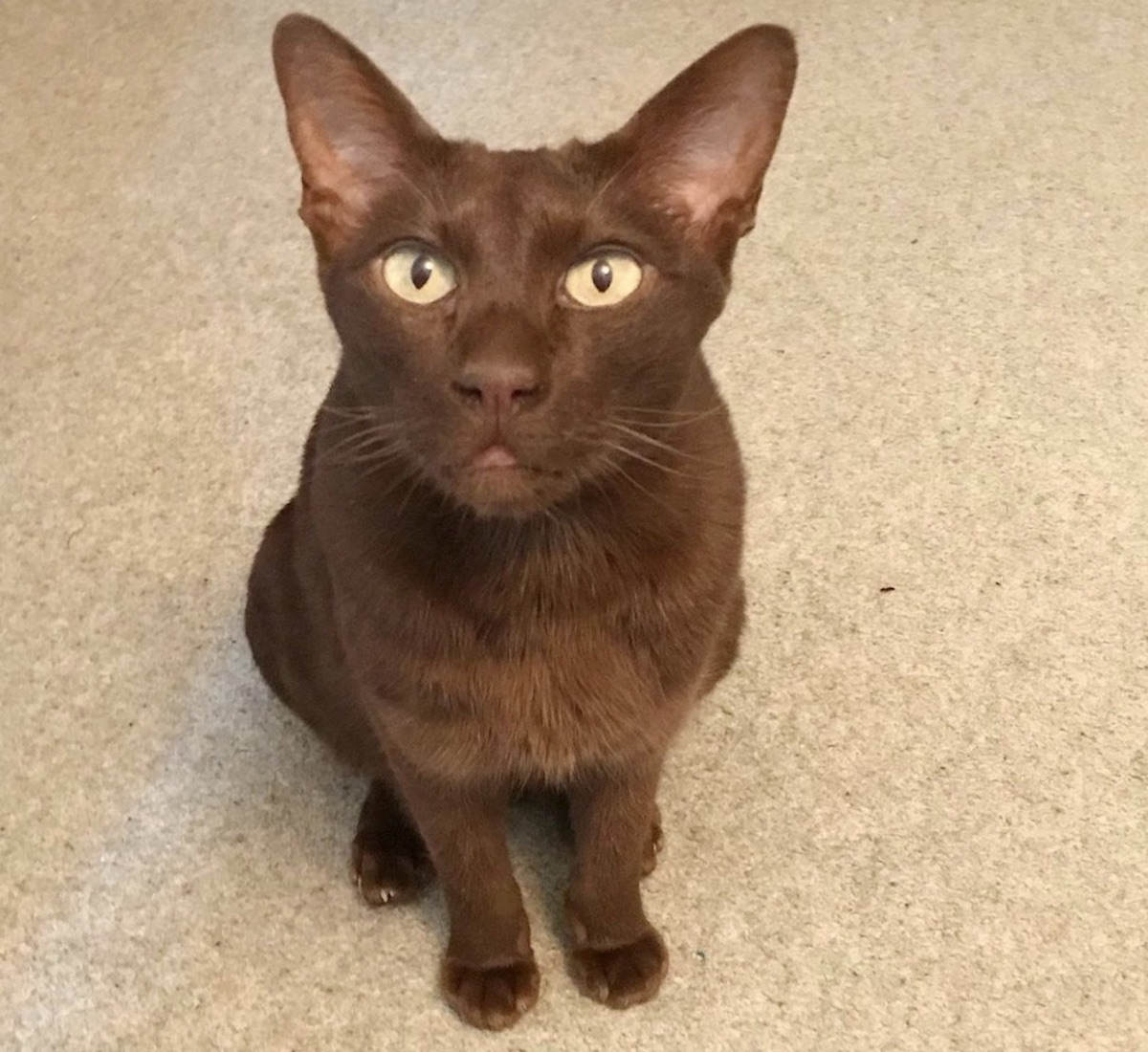 gatto marrone sguardo simpatico
