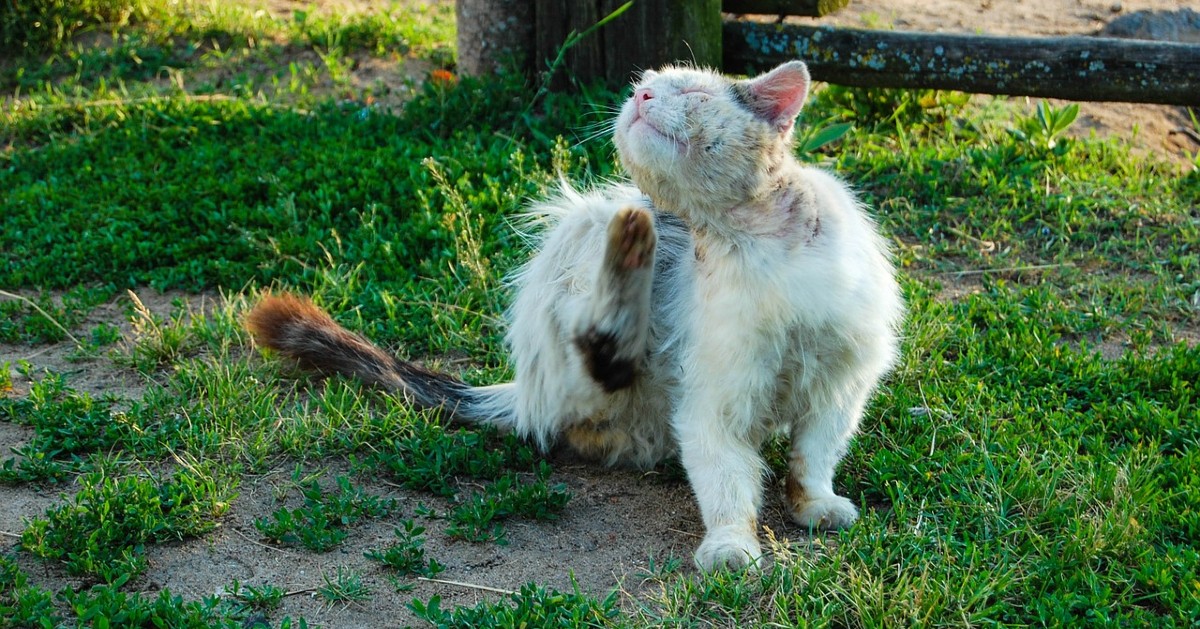 noduli sottopelle nel gatto