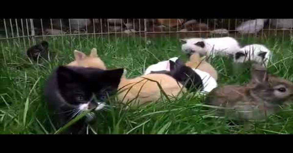 coniglietti e gattini teneri giocano insieme